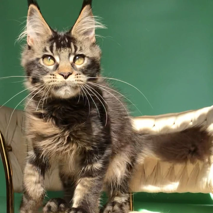 Lewis Maine Coon Kittens | Buy a kitten.