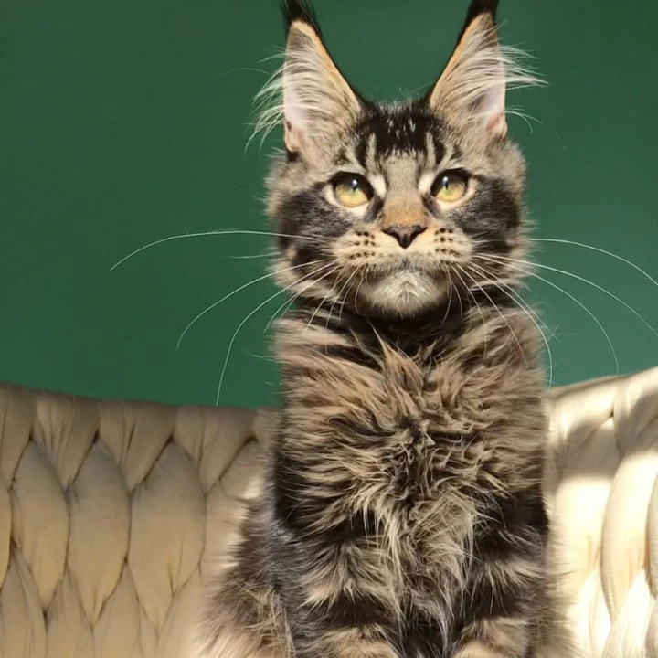 Lewis Maine Coon Kittens | Buy a kitten.