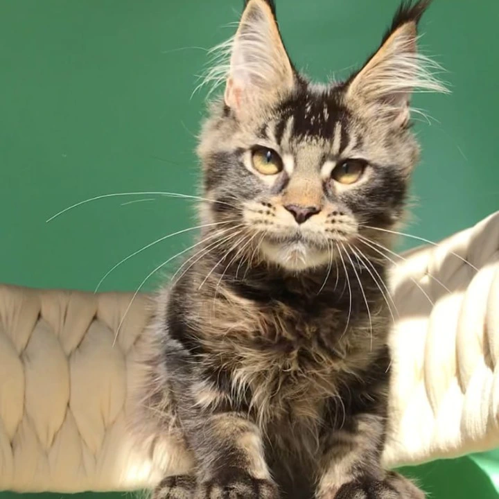 Lewis Maine Coon Kittens | Buy a kitten.