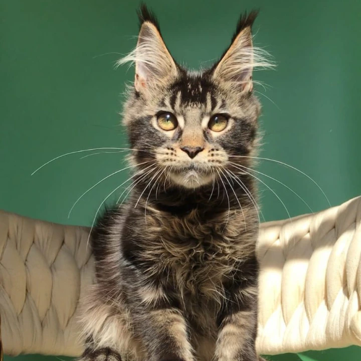 Lewis Maine Coon Kittens | Buy a kitten.