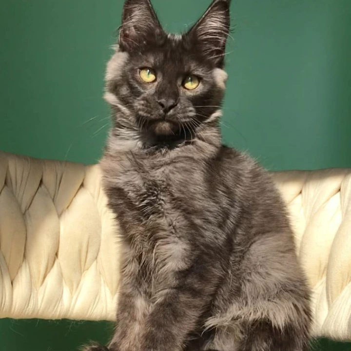 Lord Maine Coon Kittens | Kittens for sale. 