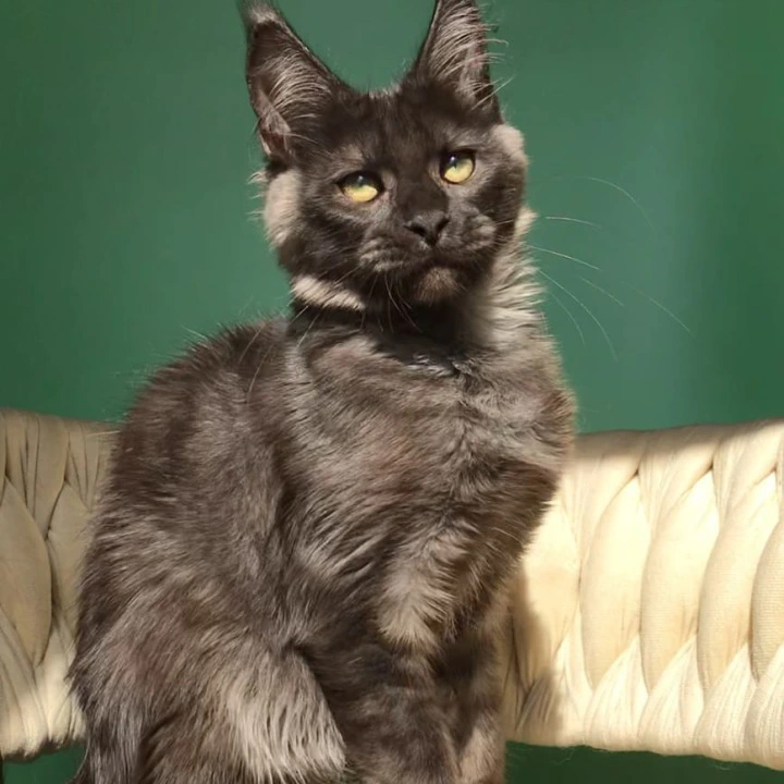 Lord Maine Coon Kittens | Kittens for sale. 