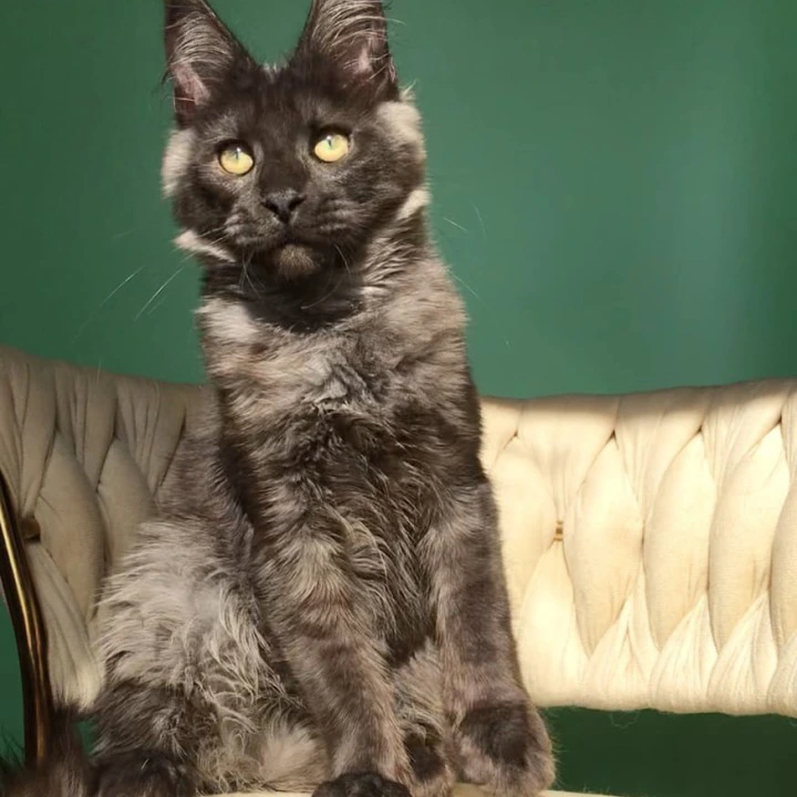 Lord Maine Coon Kittens | Kittens for sale. 