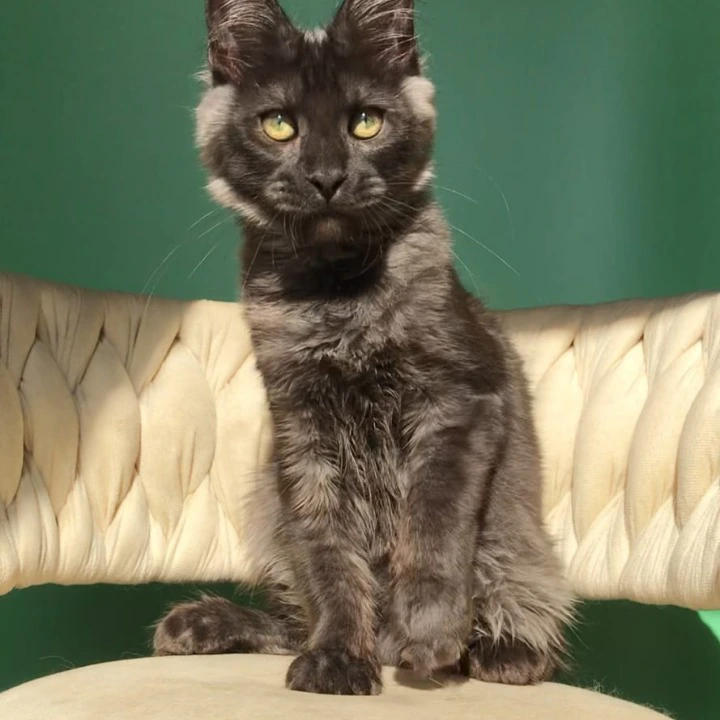 Lord Maine Coon Kittens | Kittens for sale. 