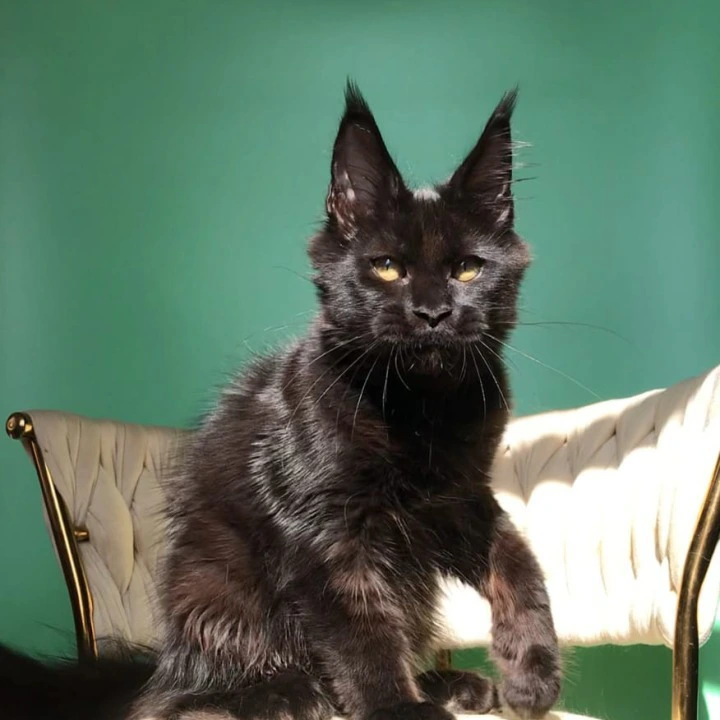 Lovis male Maine Coon Kittens | Kitten for sale. 