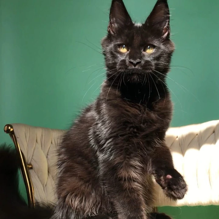 Lovis male Maine Coon Kittens | Kitten for sale. 