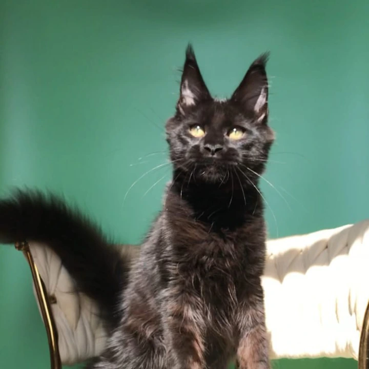 Lovis male Maine Coon Kittens | Kitten for sale. 