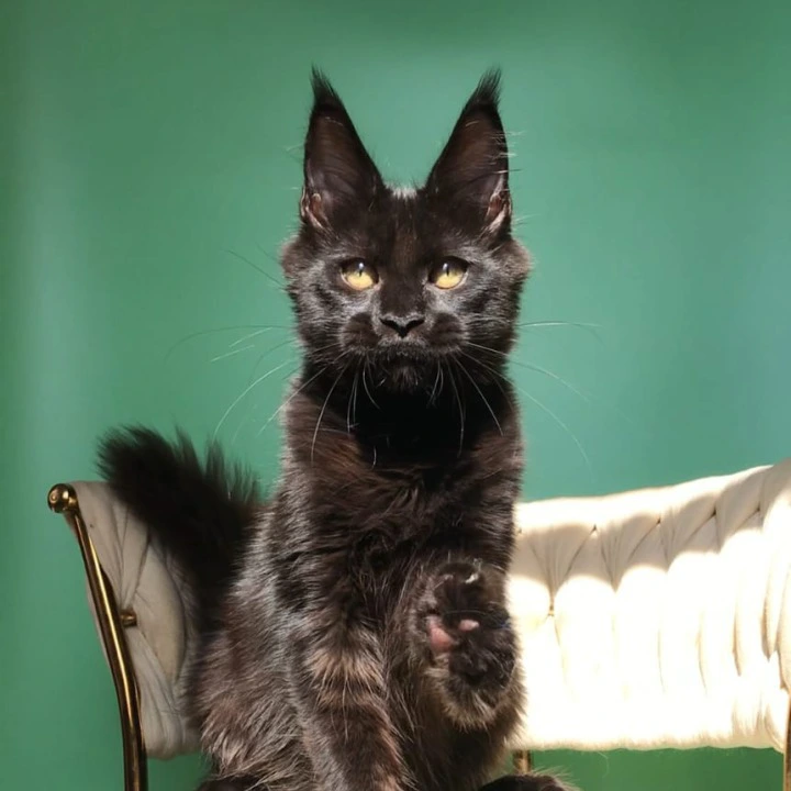Lovis male Maine Coon Kittens | Kitten for sale. 