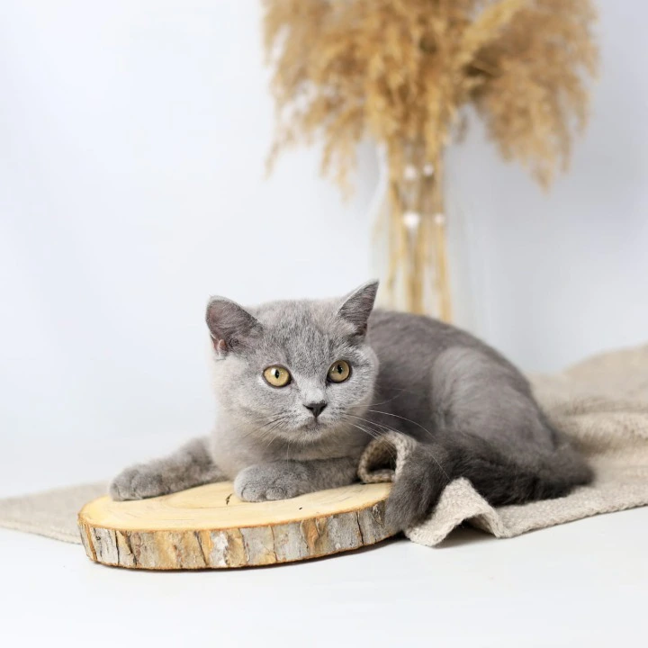Felisiya British Shorthair Kittens | Kittens for sale. 