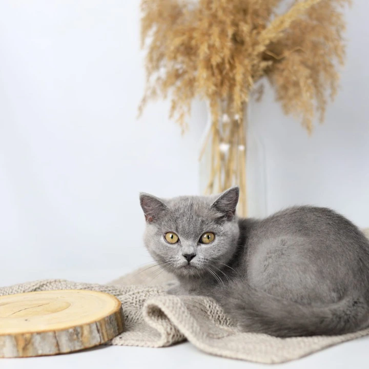 Felisiya British Shorthair Kittens | Kittens for sale. 