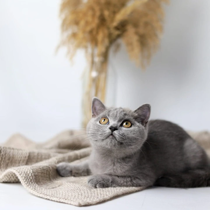 Felisiya British Shorthair Kittens | Kittens for sale. 