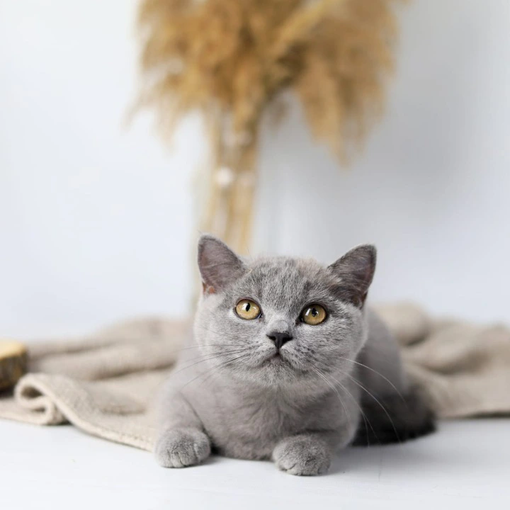 Felisiya British Shorthair Kittens | Kittens for sale. 