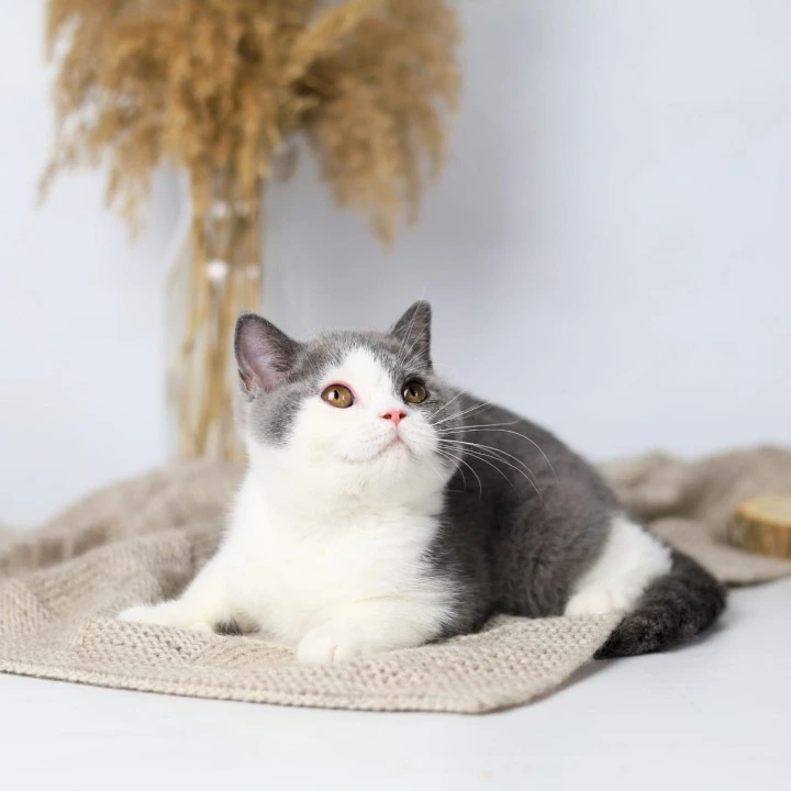 Fiona British Shorthair Kittens | Kittens for sale. 