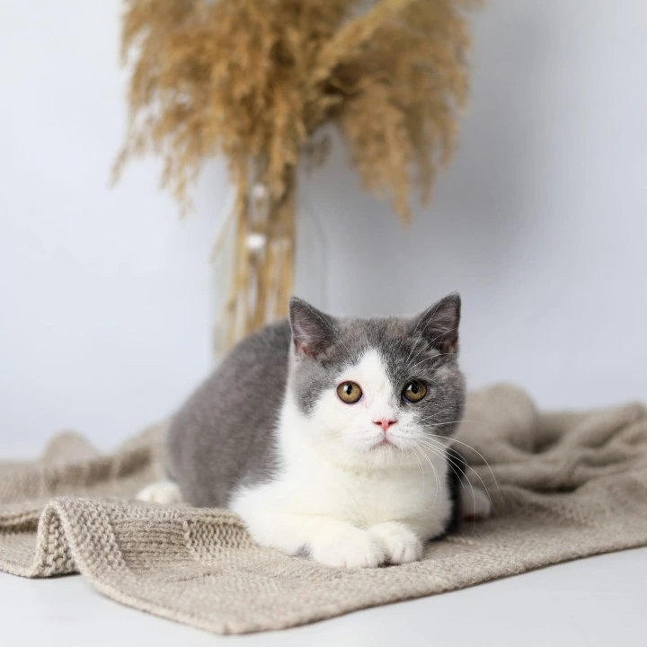 Fiona British Shorthair Kittens | Kittens for sale. 