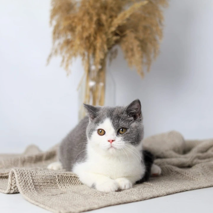 Fiona British Shorthair Kittens | Kittens for sale. 
