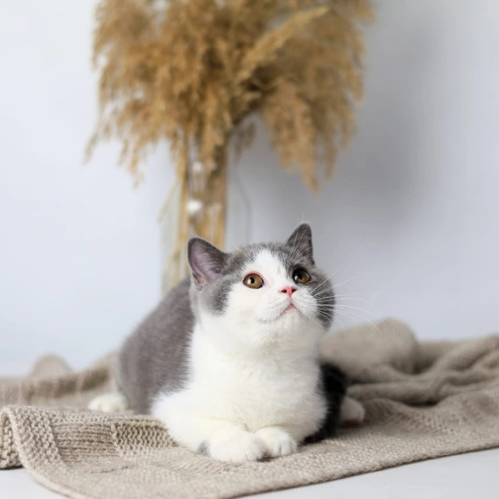 Fiona British Shorthair Kittens | Kittens for sale. 