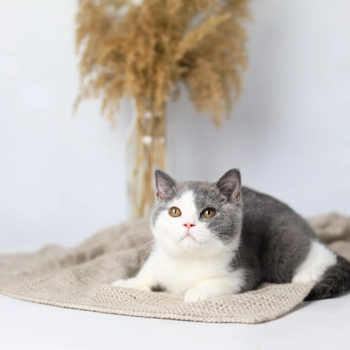 Fiona British Shorthair Kittens | Kittens for sale. 