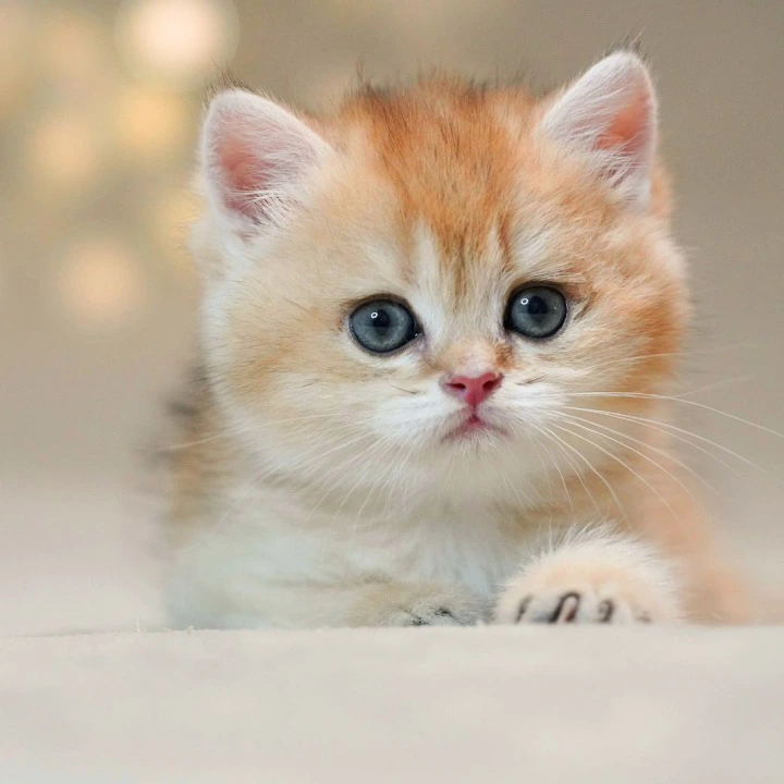 Richi British Shorthair Kittens | Buy a kitten. 