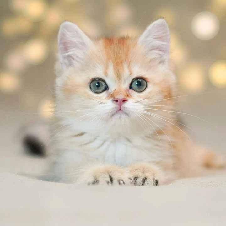 Richi British Shorthair Kittens | Buy a kitten.