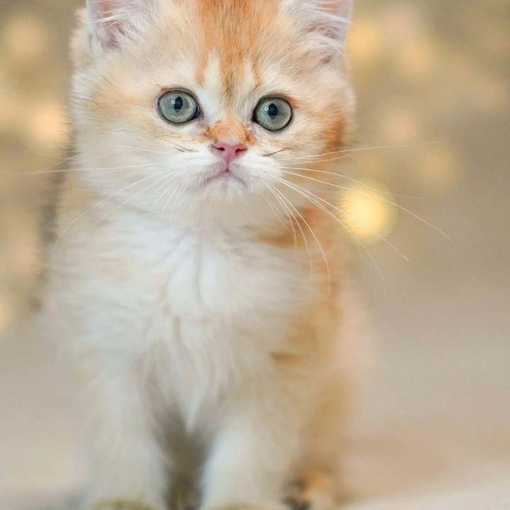 Richi British Shorthair Kittens | Buy a kitten.