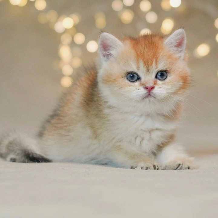 Richi British Shorthair Kittens | Buy a kitten.