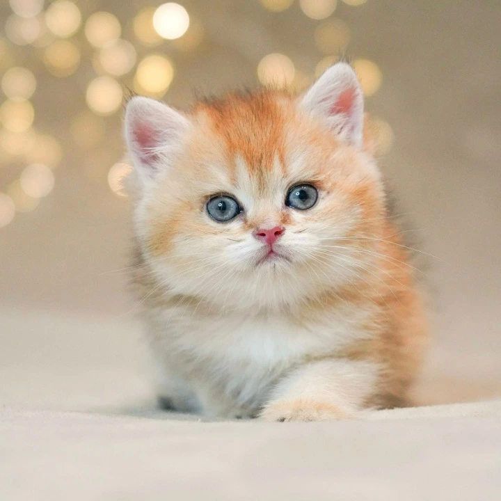 Richi British Shorthair Kittens | Buy a kitten. 