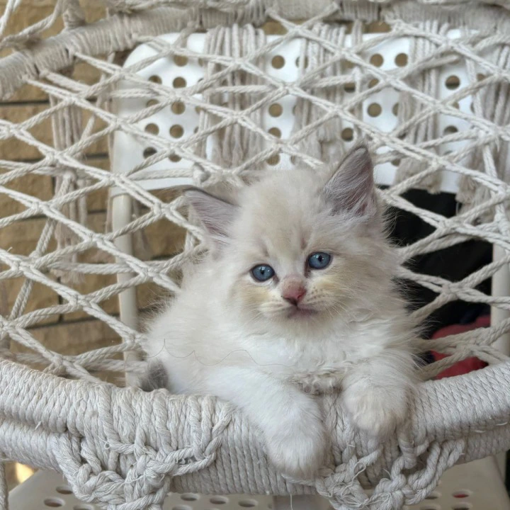 Nice Siberian Kittens | Kitten for sale. 