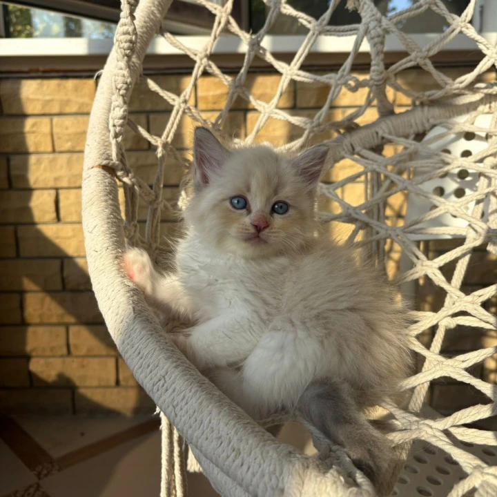 Nice Siberian Kittens | Kitten for sale. 