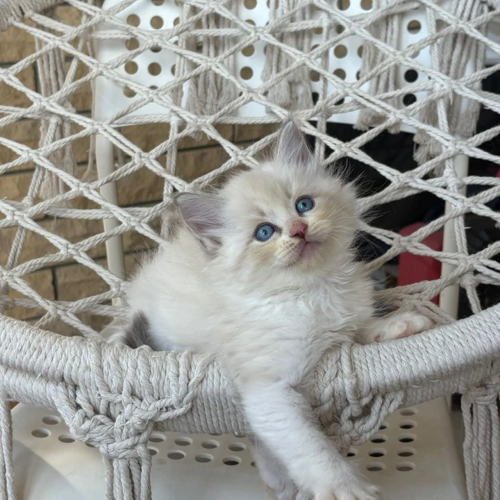 Nice Siberian Kittens | Kitten for sale. 