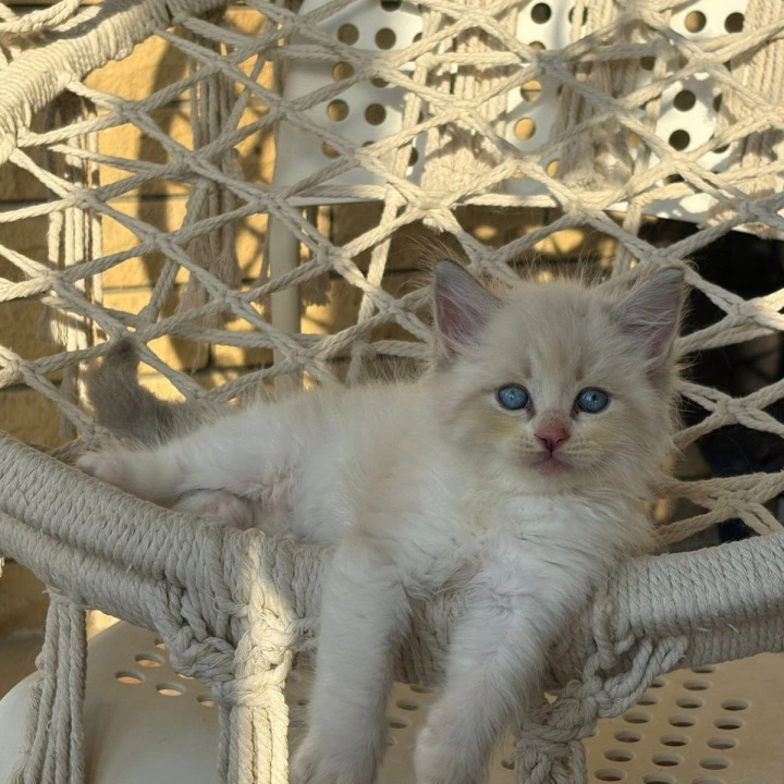 Nice Siberian Kittens | Kitten for sale. 