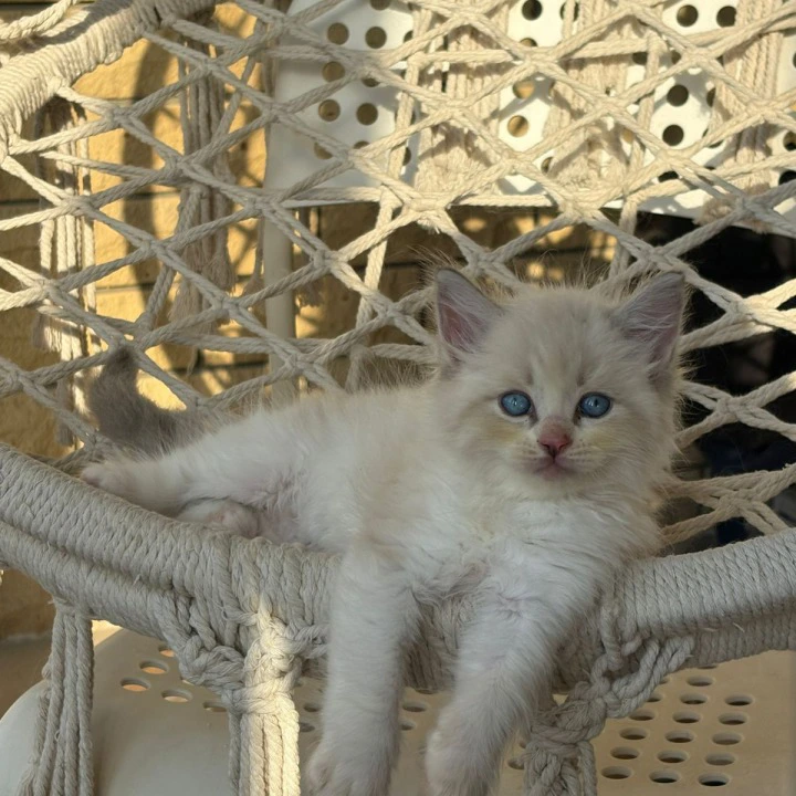 Nice Siberian Kittens | Kitten for sale. 