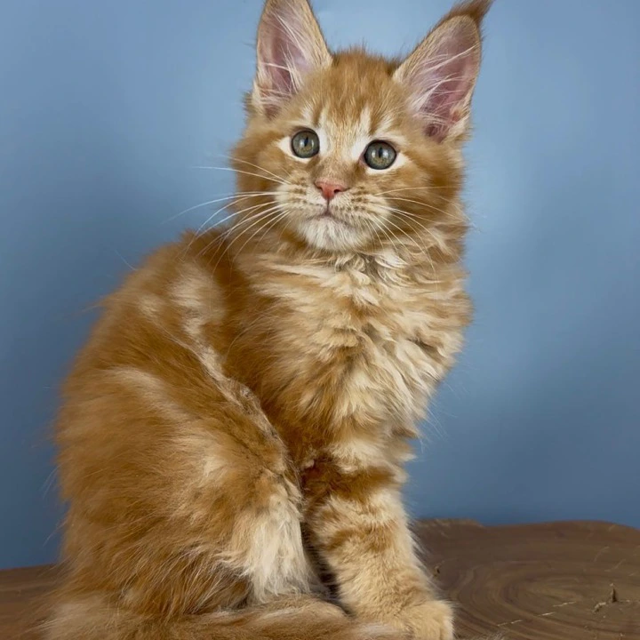 Ustin Maine Coon Kittens | Large selection of kittens. 