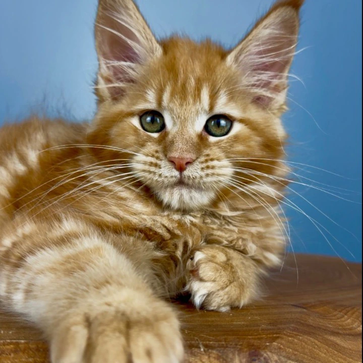 Ustin Maine Coon Kittens | Large selection of kittens. 