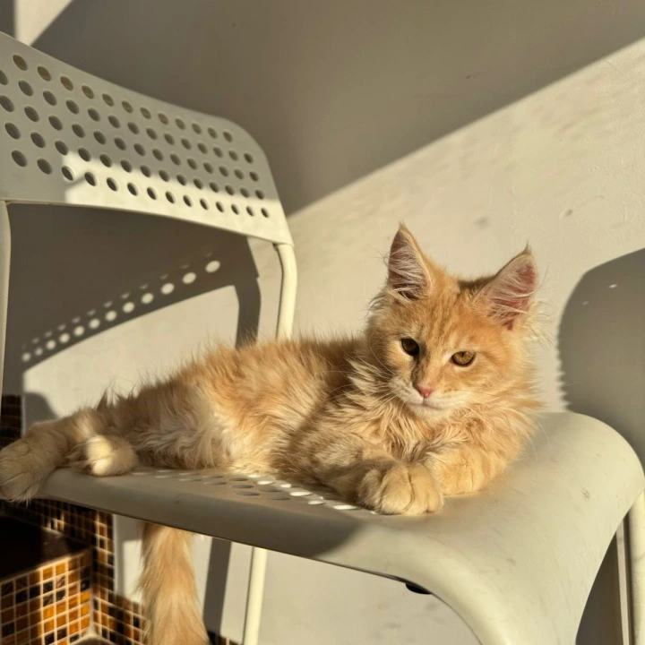 Zack Maine Coon Kittens | Kitten for sale. 