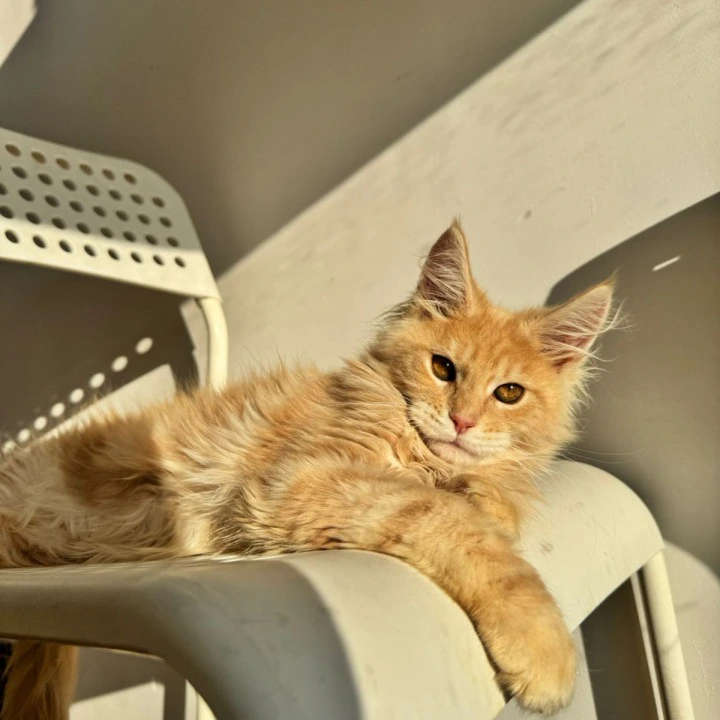 Zack Maine Coon Kittens | Kitten for sale.