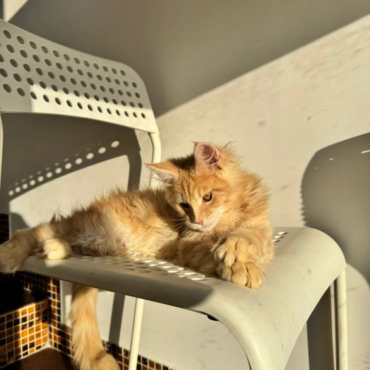 Zack Maine Coon Kittens | Kitten for sale.