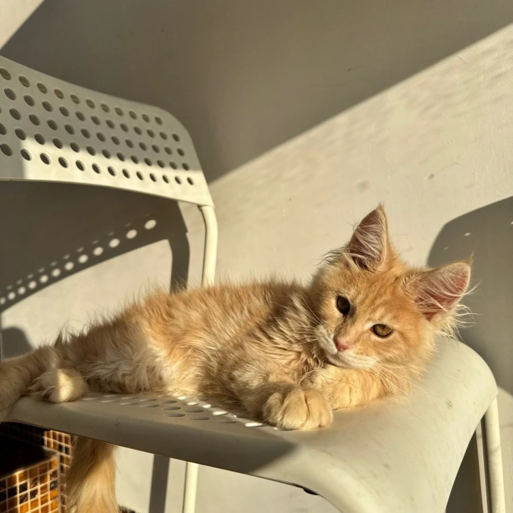 Zack Maine Coon Kittens | Kitten for sale.
