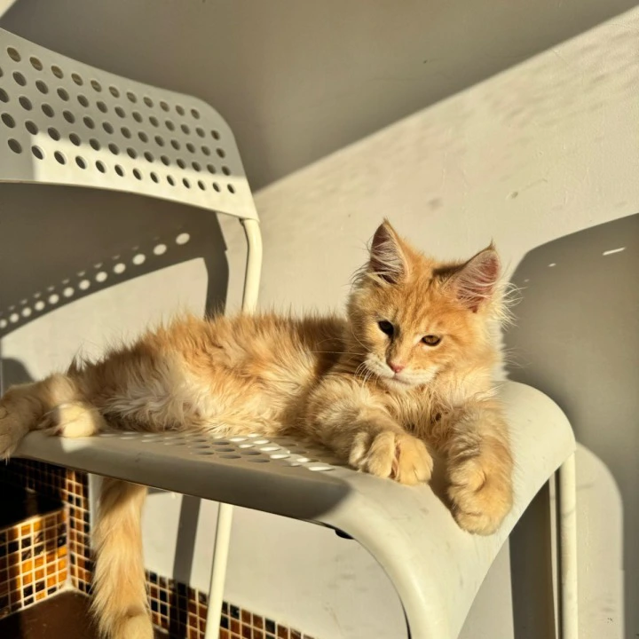 Zack Maine Coon Kittens | Kitten for sale. 