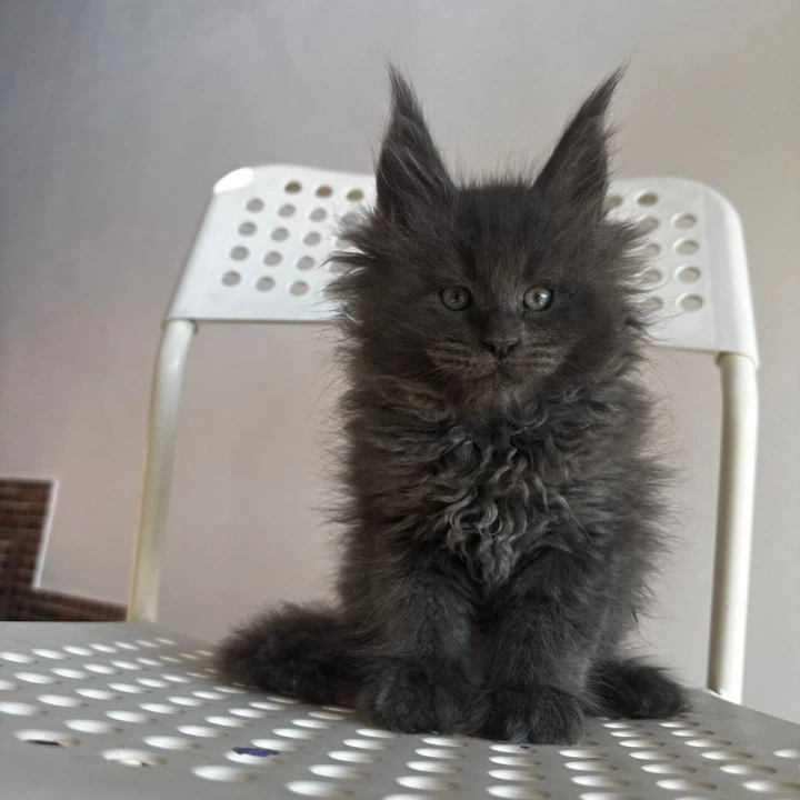 Archi Maine Coon Kittens | Kittens for sale. 