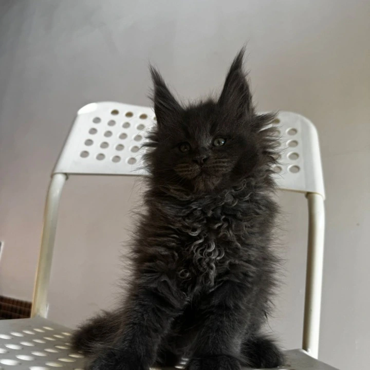 Archi Maine Coon Kittens | Kittens for sale. 