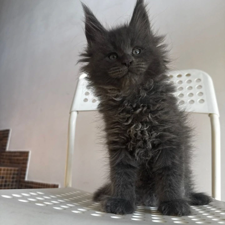 Archi Maine Coon Kittens | Kittens for sale. 
