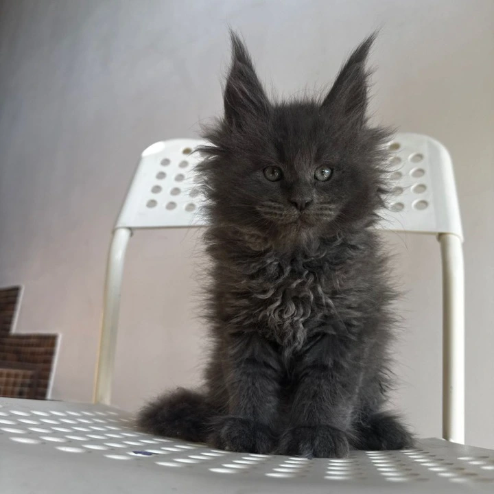 Archi Maine Coon Kittens | Kittens for sale. 