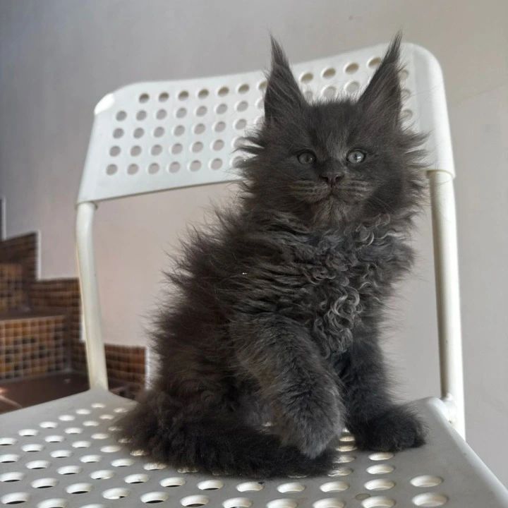 Alex Maine Coon Kittens | Buy a kitten. 