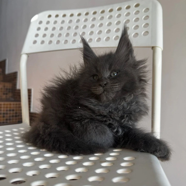 Alex Maine Coon Kittens | Buy a kitten. 