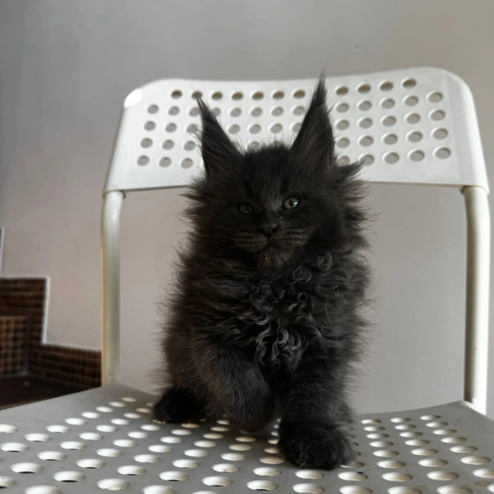 Alex Maine Coon Kittens | Buy a kitten. 