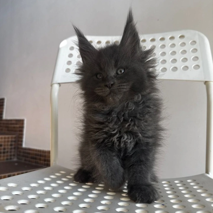 Alex Maine Coon Kittens | Buy a kitten. 