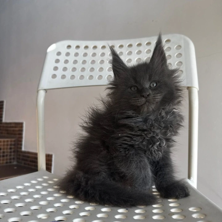 Alex Maine Coon Kittens | Buy a kitten. 