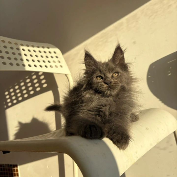 Aladdin Polydactyl Maine Coon Kittens | Buy a kitten. 
