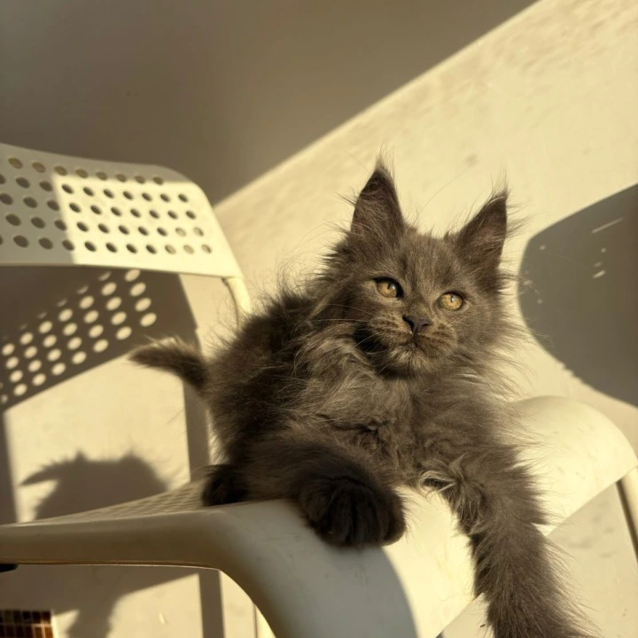 Aladdin Polydactyl Maine Coon Kittens | Buy a kitten. 