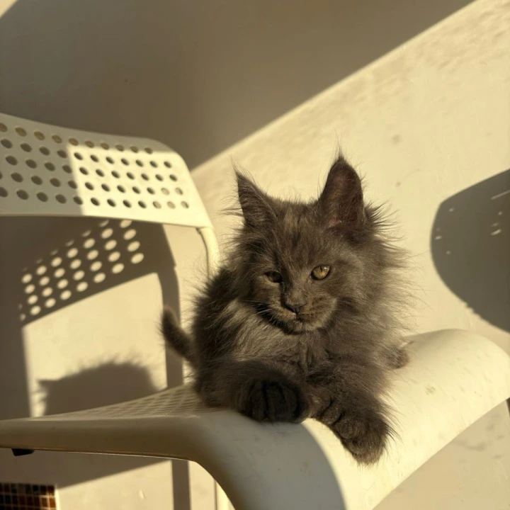 Aladdin Polydactyl Maine Coon Kittens | Buy a kitten. 